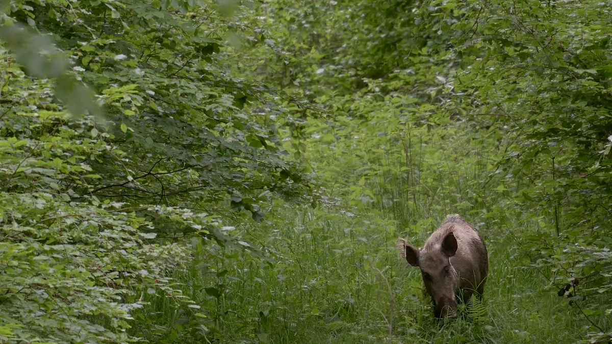 Wildschwein zieht durch verschneiten Winterwald — Symbolbild Schwarzwild-Drückjagd