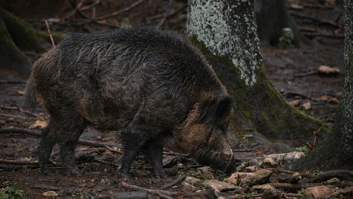 Nahaufnahme eines Zielfernrohrs mit Wald im Hintergrund — Symbolbild für Optik und Wärmebild auf der Jagd