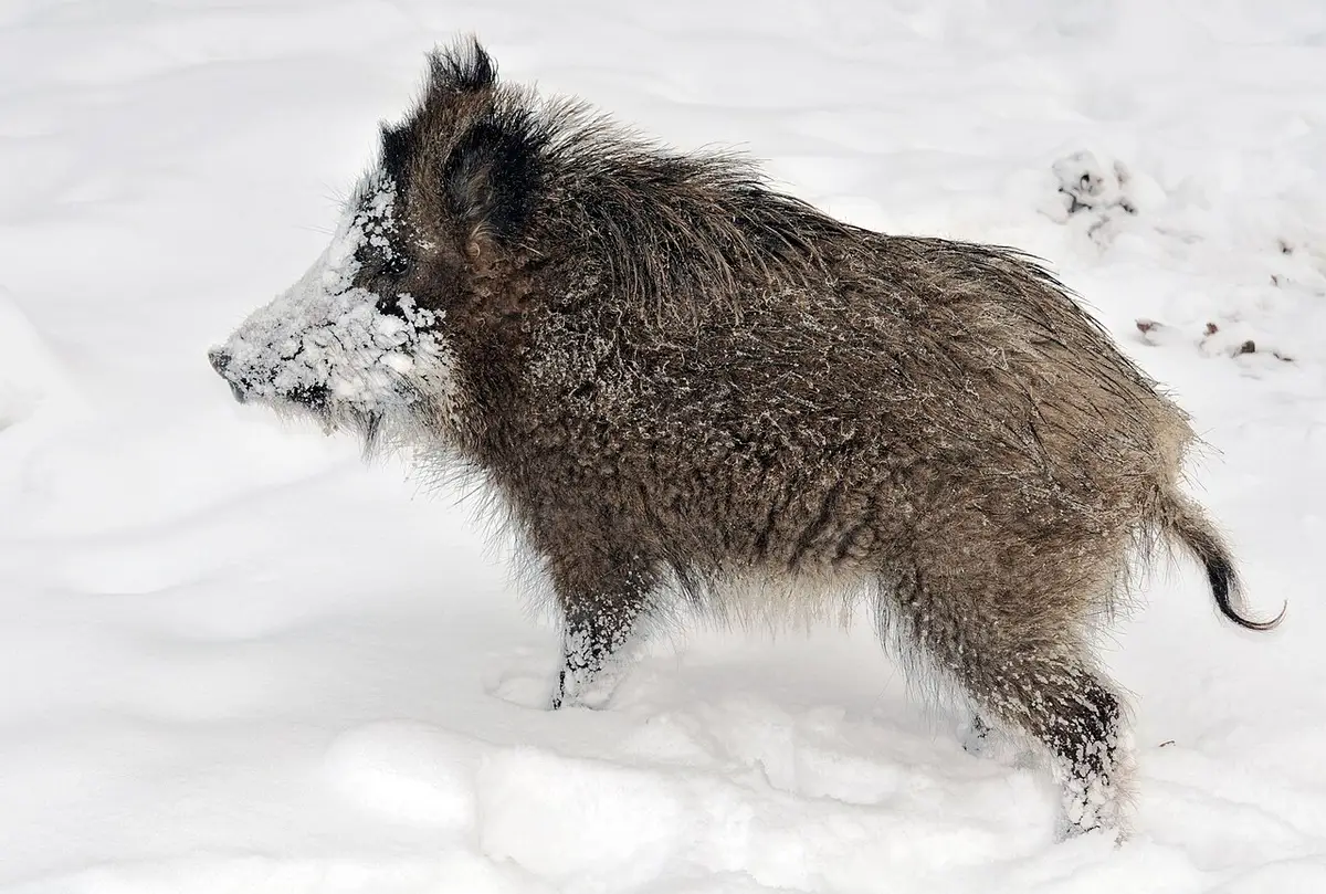 Junges Wildschwein