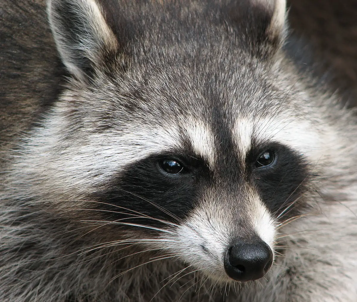 Waschbär im Porträt