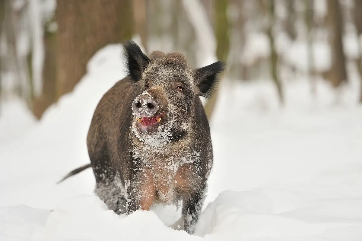 Wildschwein im verschneiten Wald